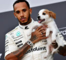 La perte déchirante de Roscoe : Lewis Hamilton fait ses adieux à son fidèle compagnon